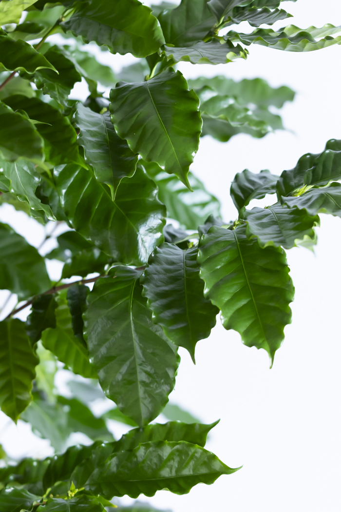 観葉植物 コーヒーの木（10号鉢）の写真6枚目