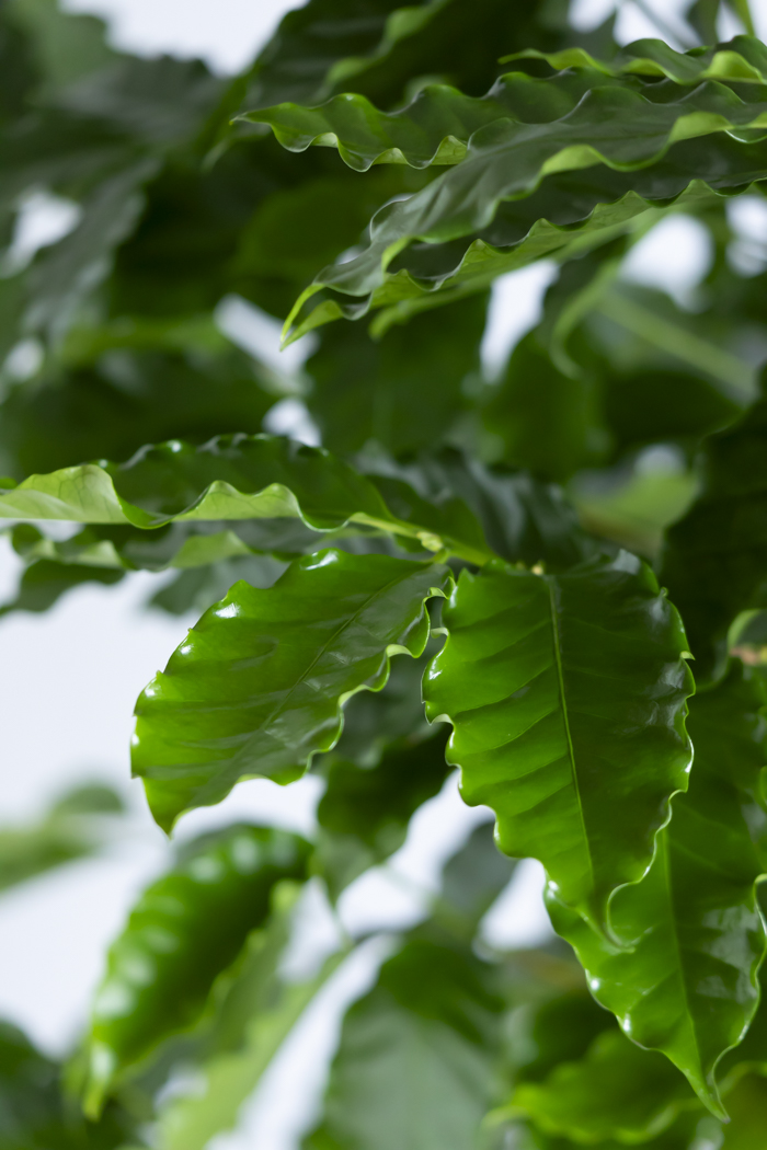 観葉植物 コーヒーの木（10号鉢）の写真7枚目