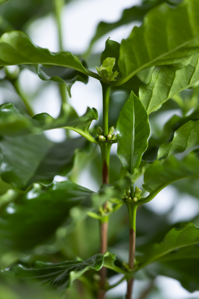 観葉植物 コーヒーの木（10号鉢）の写真8枚目