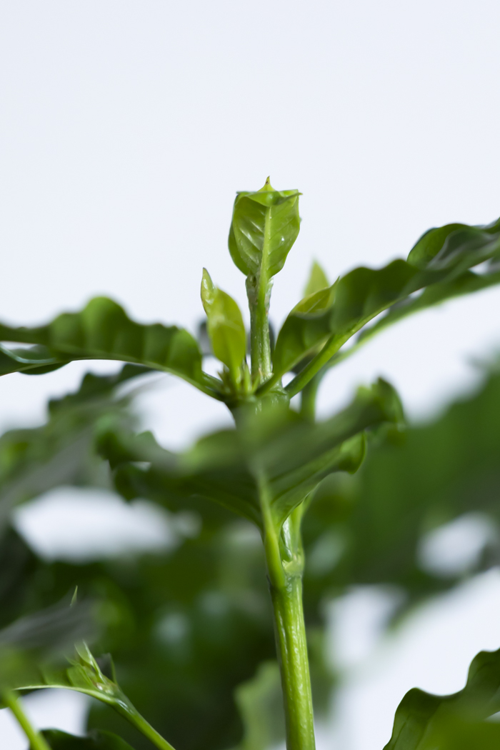 観葉植物 コーヒーの木（10号鉢）の写真9枚目