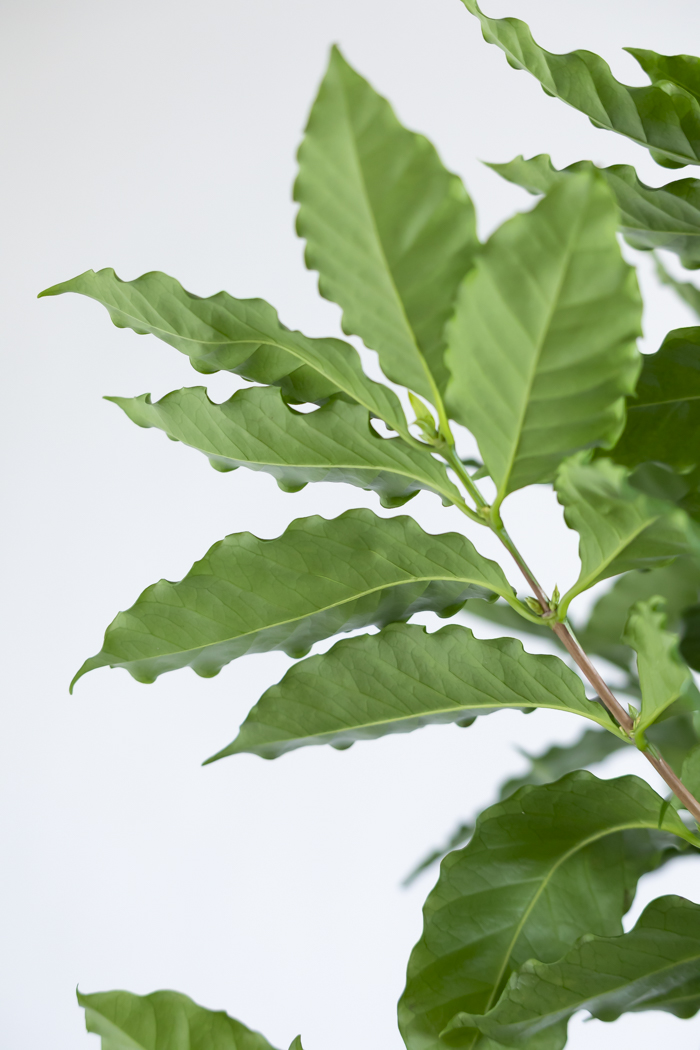 観葉植物 コーヒーの木（10号鉢）の写真10枚目