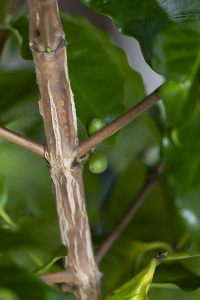 観葉植物 コーヒーの木（10号鉢）の写真11枚目