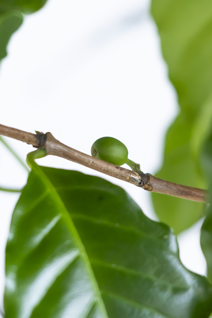 観葉植物 コーヒーの木（10号鉢）の写真12枚目