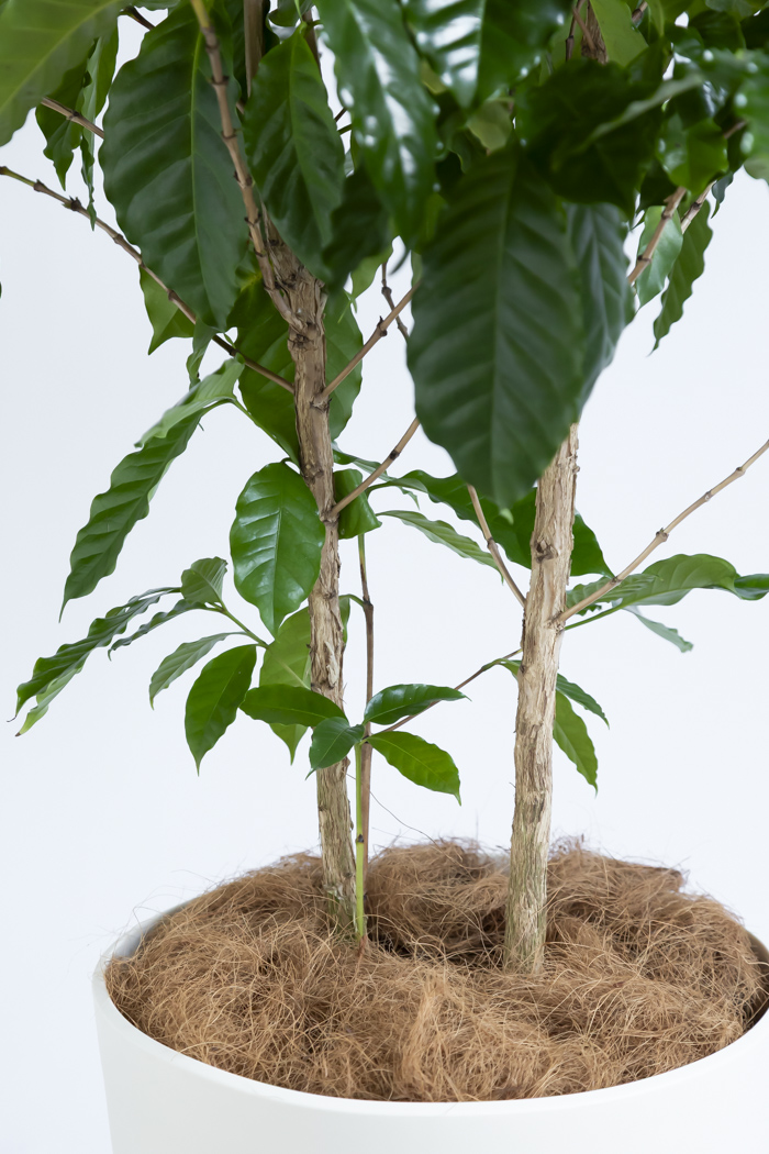 観葉植物 コーヒーの木（10号鉢）の写真13枚目