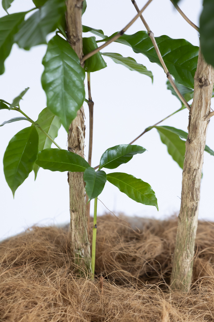 観葉植物 コーヒーの木（10号鉢）の写真14枚目