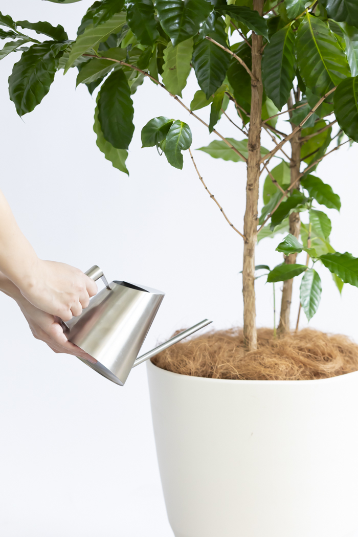 コーヒーの木　10号　大株 観葉植物 コーヒーの木 10号 ラスターポット 付き | 観葉植物なら
