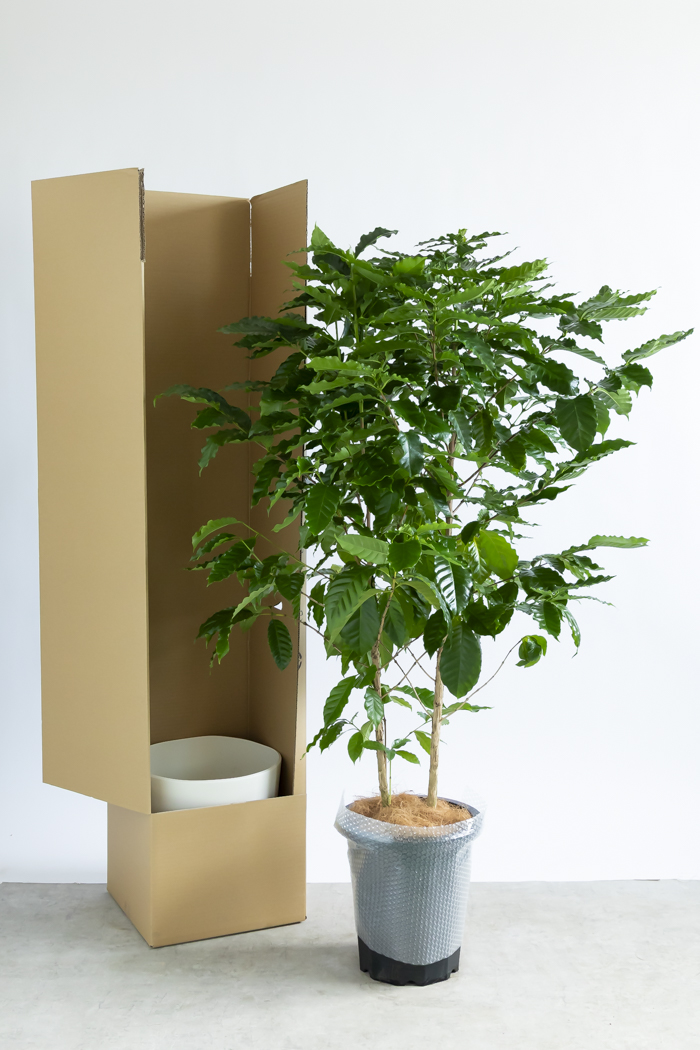 観葉植物 コーヒーの木（10号鉢）｜HanaPrime（ハナプライム）