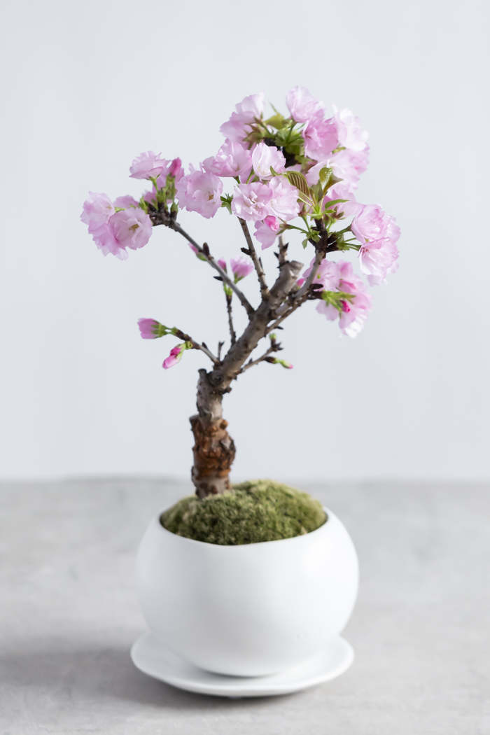 桜 旭山（4号鉢）