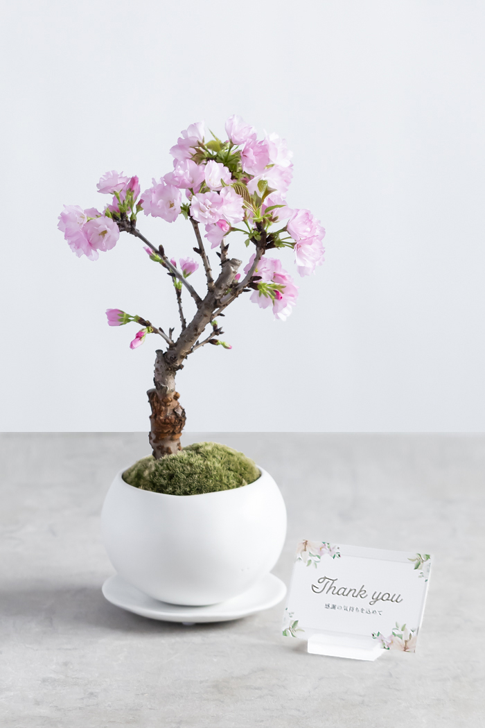 桜 旭山（4号鉢）