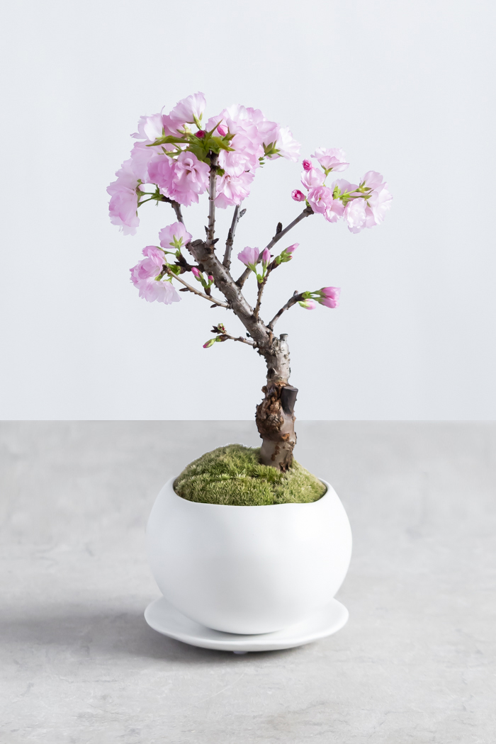 桜 旭山（4号鉢）の写真3枚目