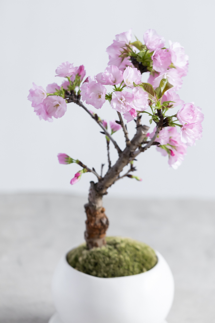 桜 旭山（4号鉢）の写真4枚目