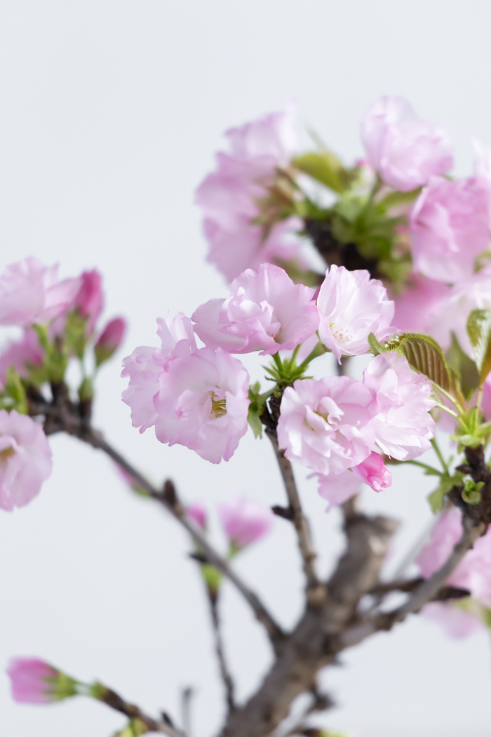 桜 旭山（4号鉢）の写真5枚目