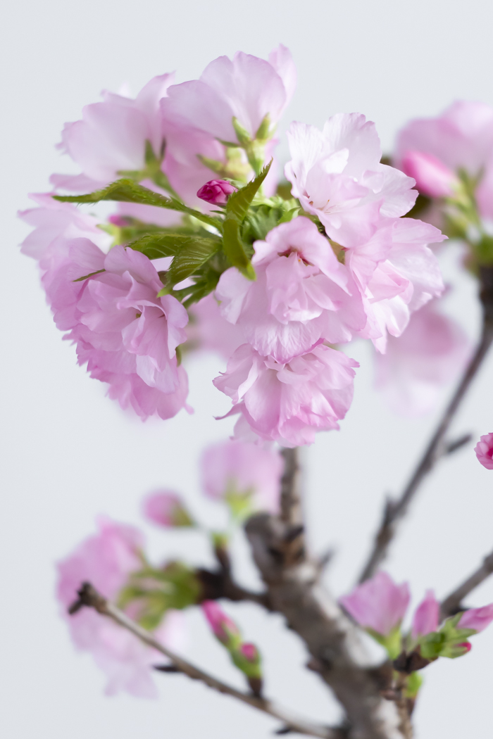 桜 旭山（4号鉢）の写真6枚目