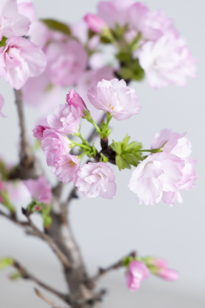 桜 旭山（4号鉢）の写真7枚目