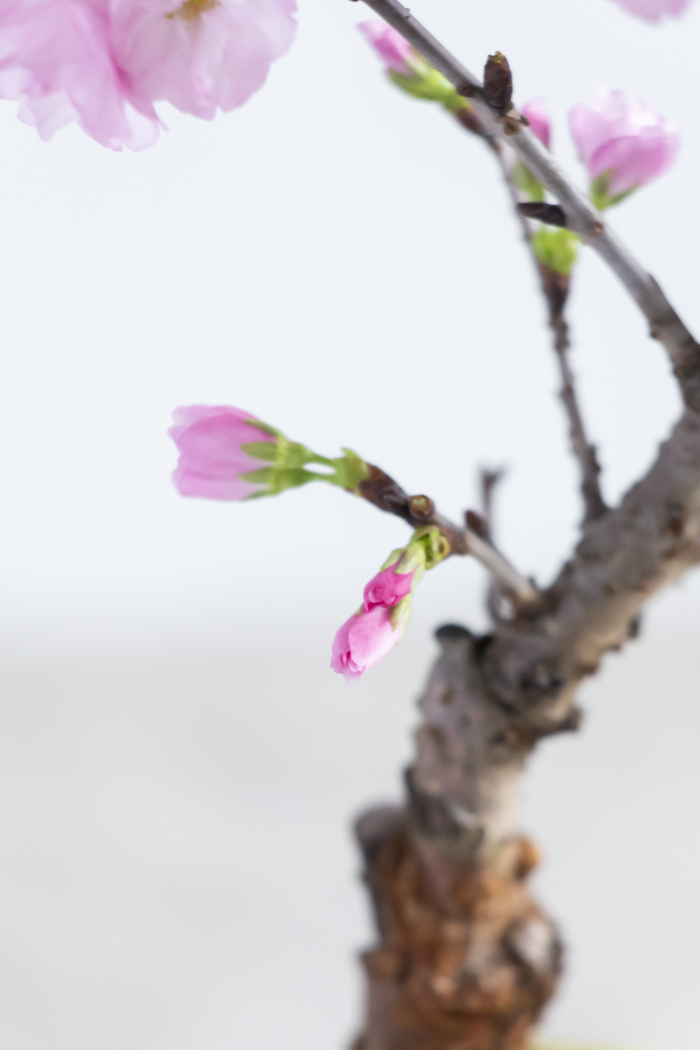 桜 旭山（4号鉢）の写真8枚目