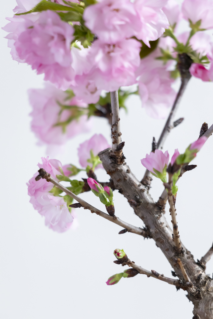 桜 旭山（4号鉢）の写真9枚目