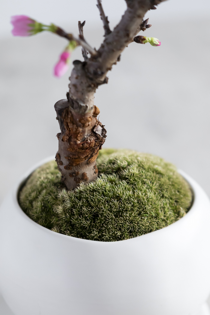 桜 旭山（4号鉢）の写真10枚目