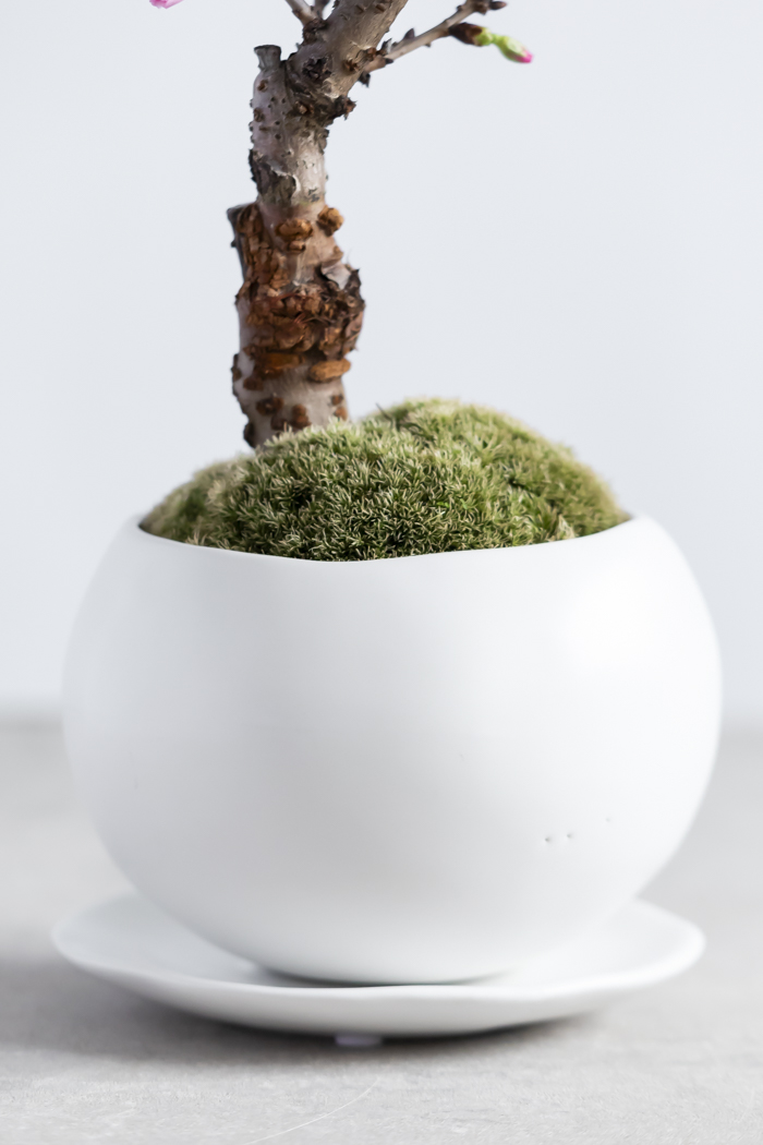 桜 旭山（4号鉢）の写真11枚目