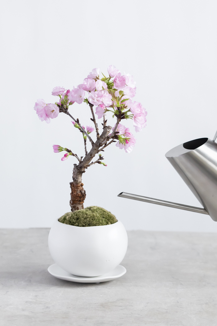 桜 旭山（4号鉢）の写真12枚目