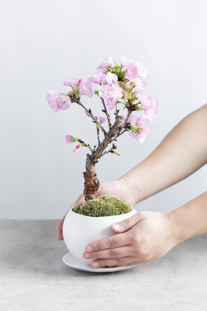 桜 旭山（4号鉢）の写真13枚目