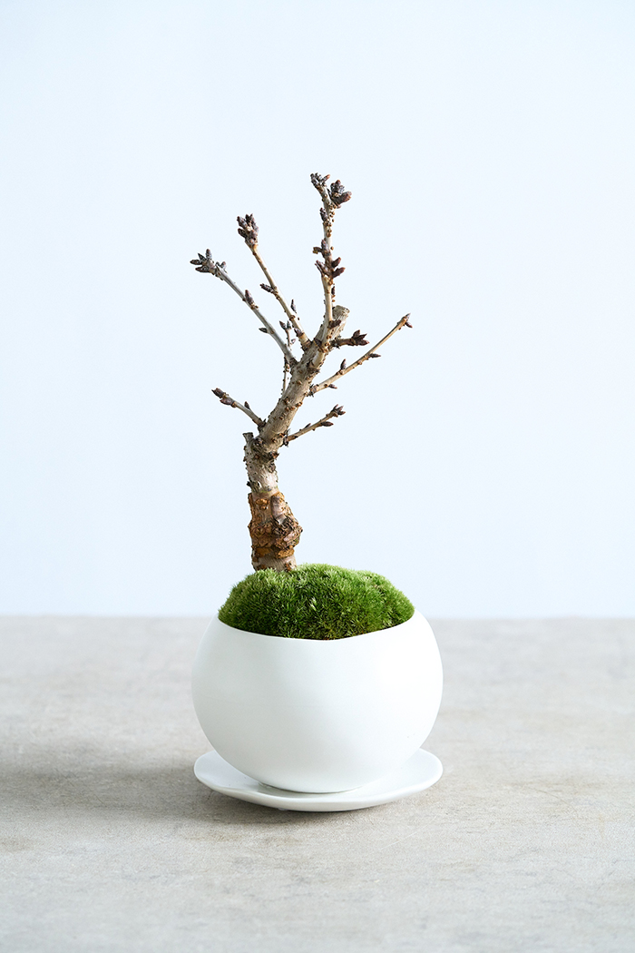 桜 旭山（4号鉢）の写真14枚目