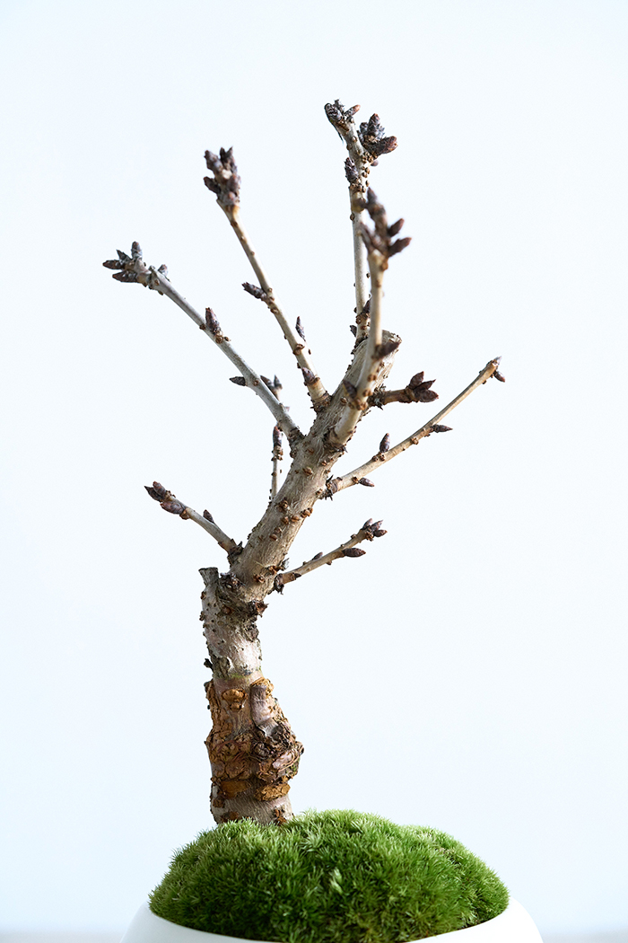 桜 旭山（4号鉢）の写真15枚目