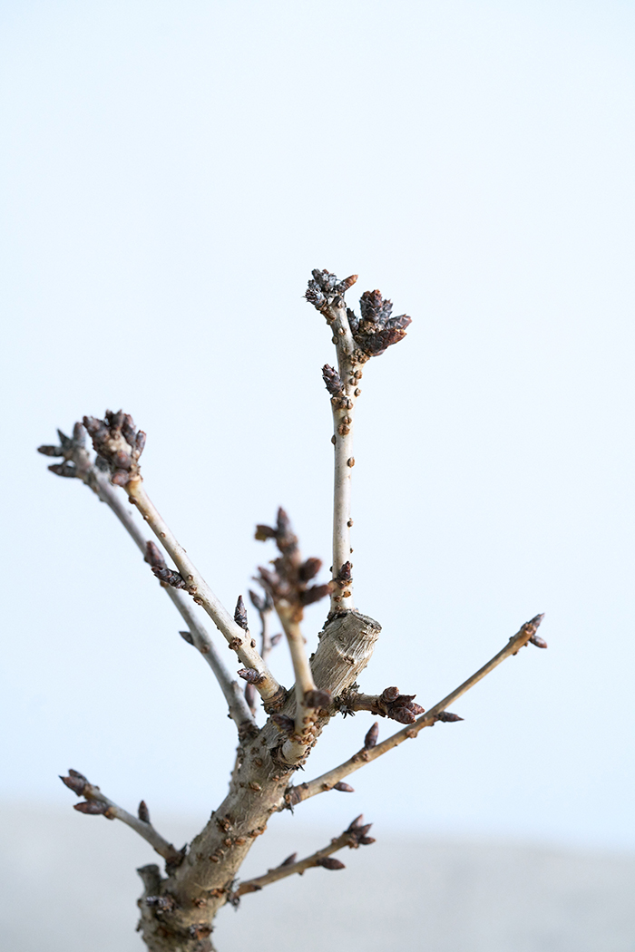 桜 旭山（4号鉢）の写真16枚目