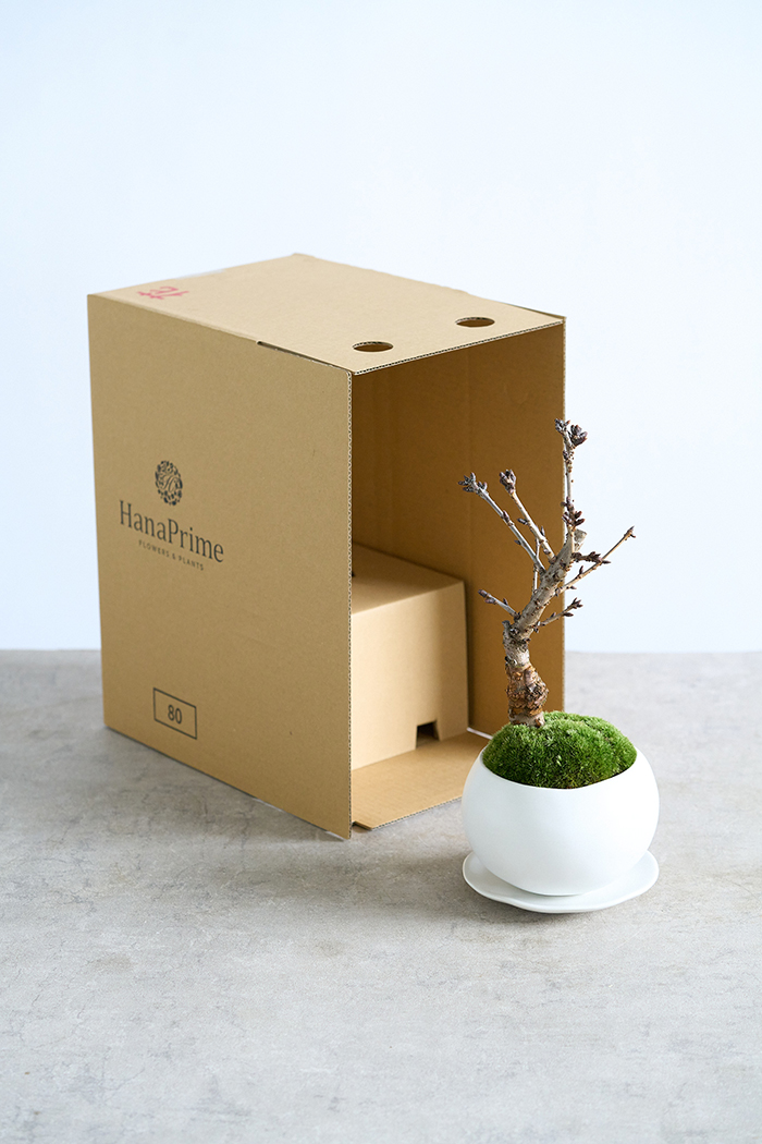 桜 旭山（4号鉢）の写真17枚目