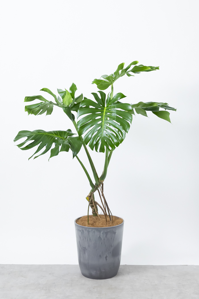 観葉植物   プリンス・アルベルト   大型   陶器鉢   全長 190cm 観葉植物 本物 シュロチク 棕櫚竹 10号鉢 ファイバーストーン(陶器)鉢