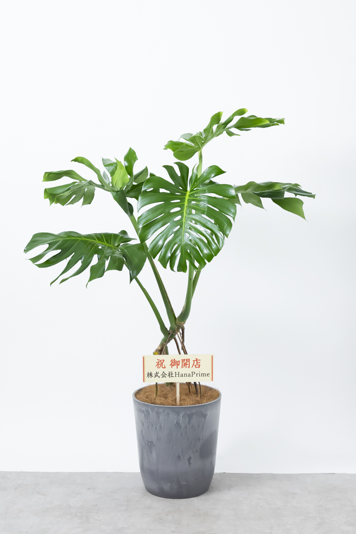 観葉植物 モンステラ 幹立ち 一点もの（10号鉢）の写真2枚目