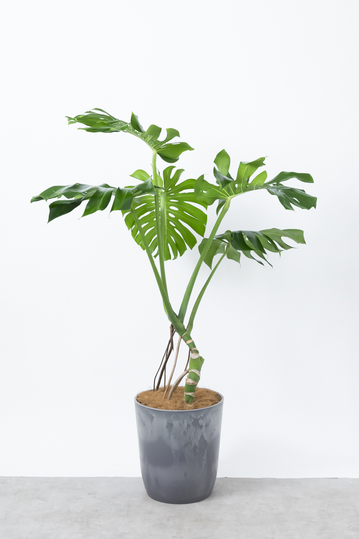 観葉植物 モンステラ 幹立ち 一点もの（10号鉢）｜HanaPrime（ハナ