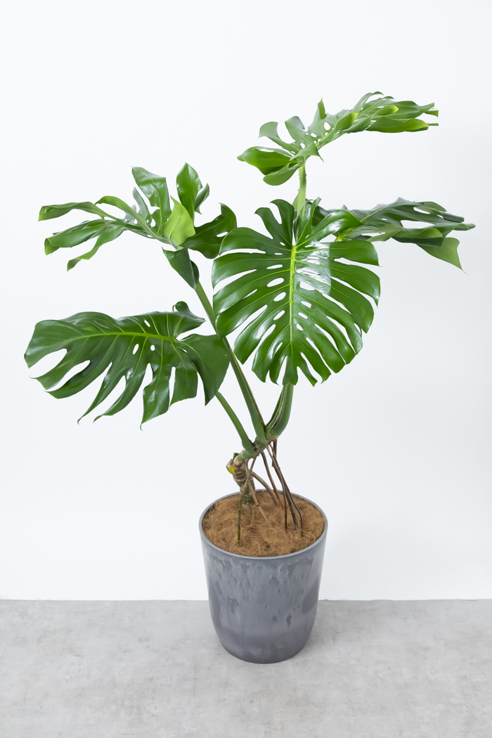 観葉植物 モンステラ 幹立ち 一点もの（10号鉢）の写真4枚目
