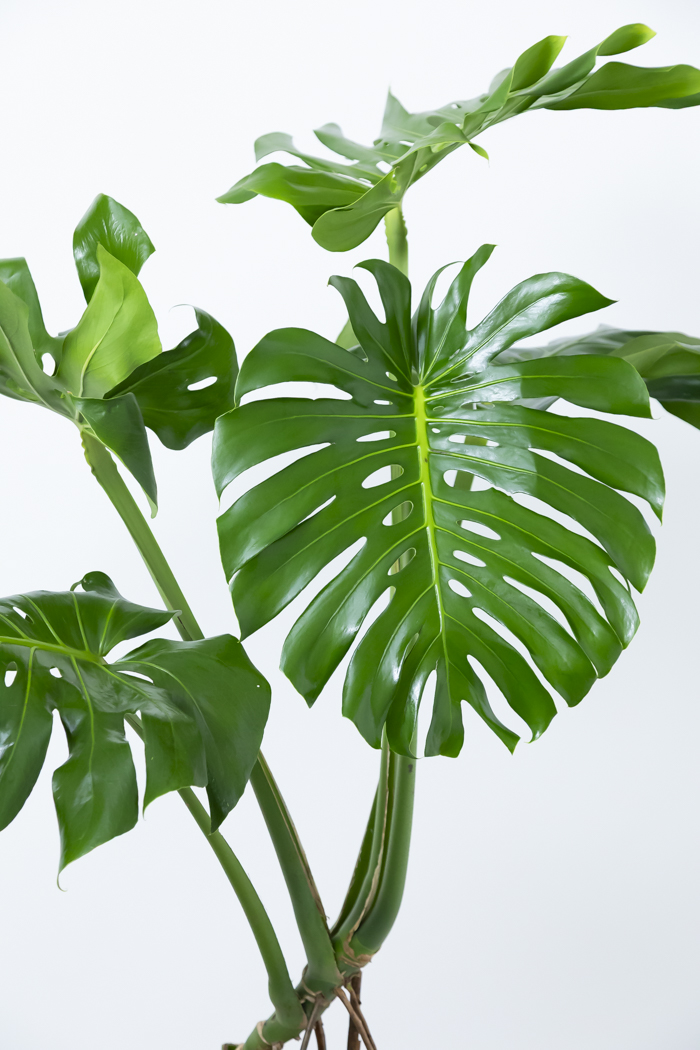 観葉植物 モンステラ 幹立ち 一点もの（10号鉢）の写真5枚目