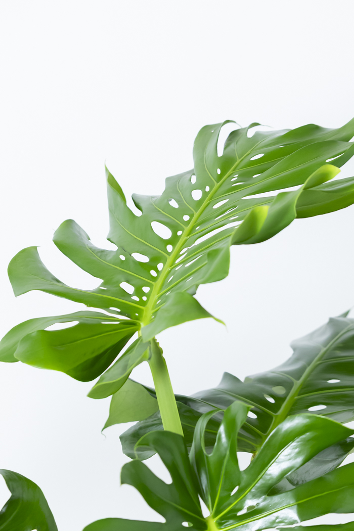 観葉植物 モンステラ 幹立ち 一点もの（10号鉢）の写真6枚目