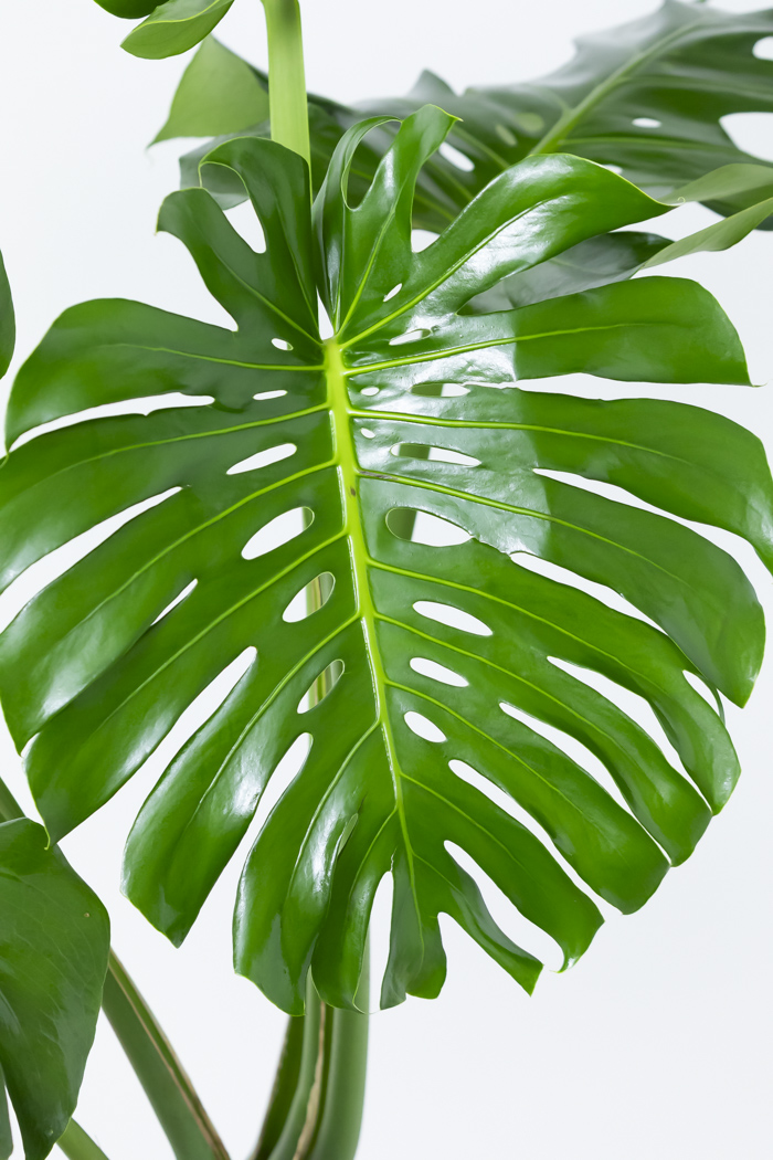 観葉植物 モンステラ 幹立ち 一点もの（10号鉢）｜HanaPrime（ハナ
