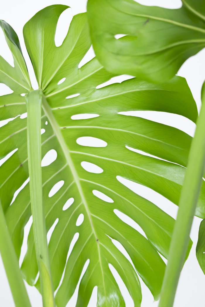 観葉植物 モンステラ 幹立ち 一点もの（10号鉢）の写真8枚目