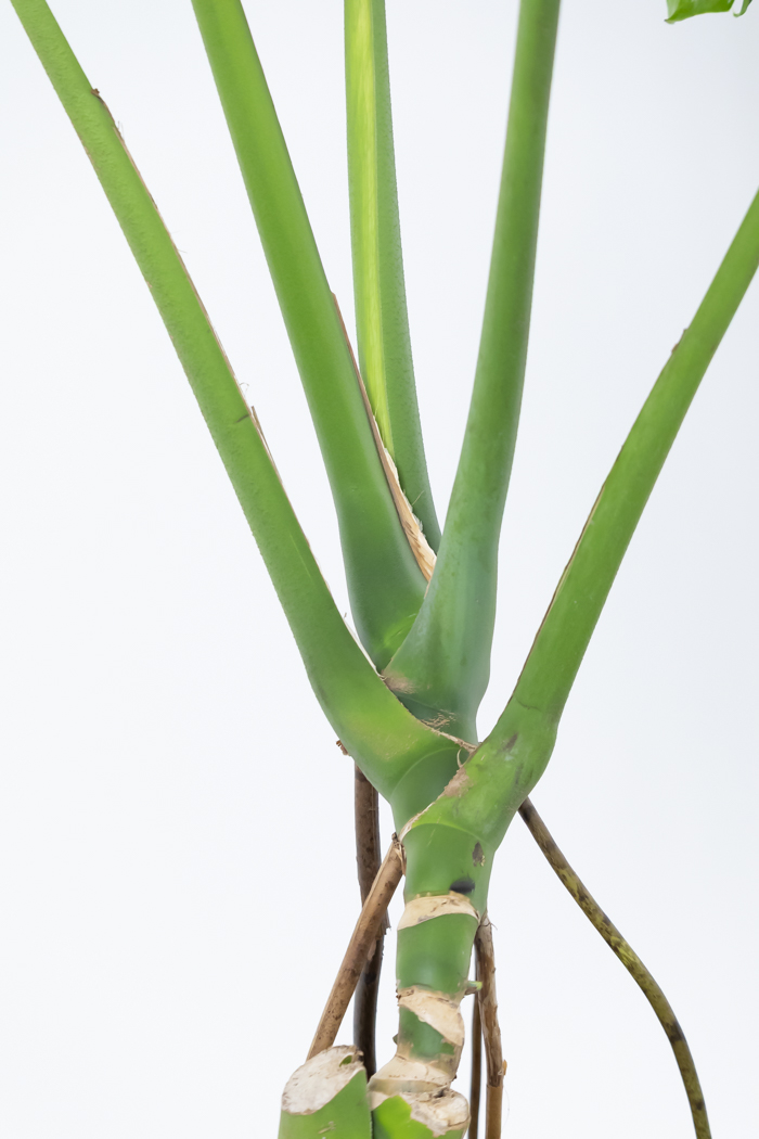 観葉植物 モンステラ 幹立ち 一点もの（10号鉢）の写真9枚目