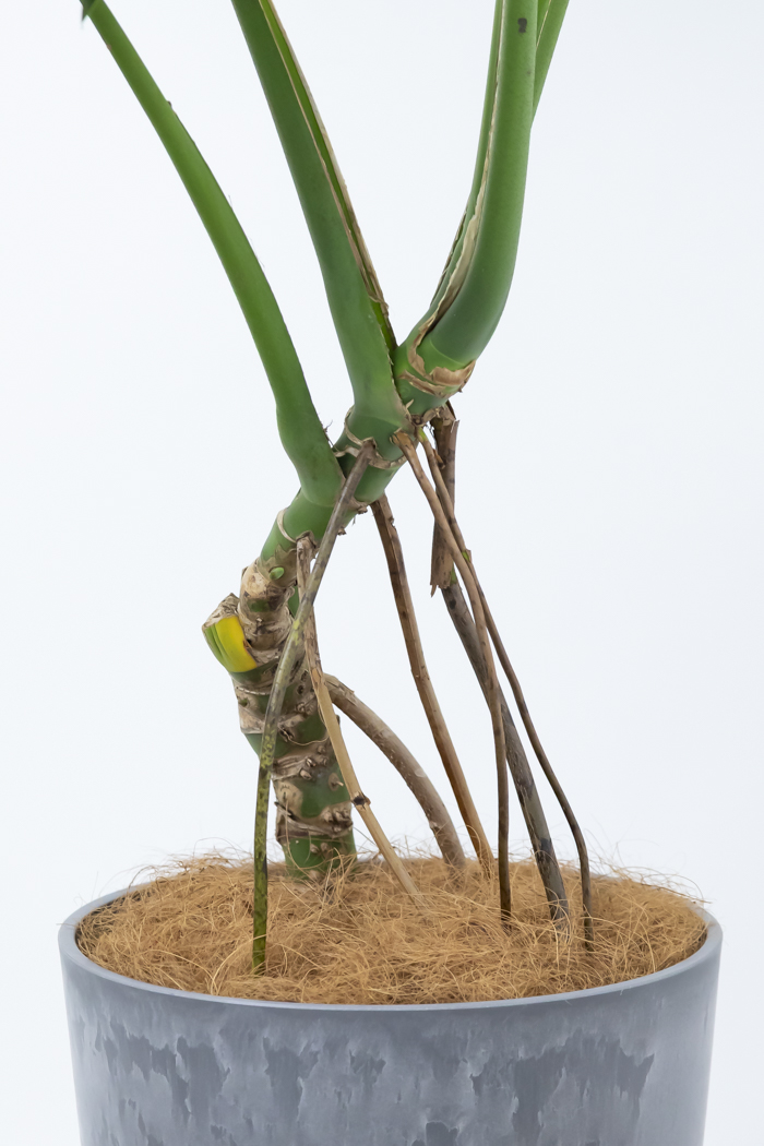観葉植物 モンステラ 幹立ち 一点もの（10号鉢）の写真10枚目