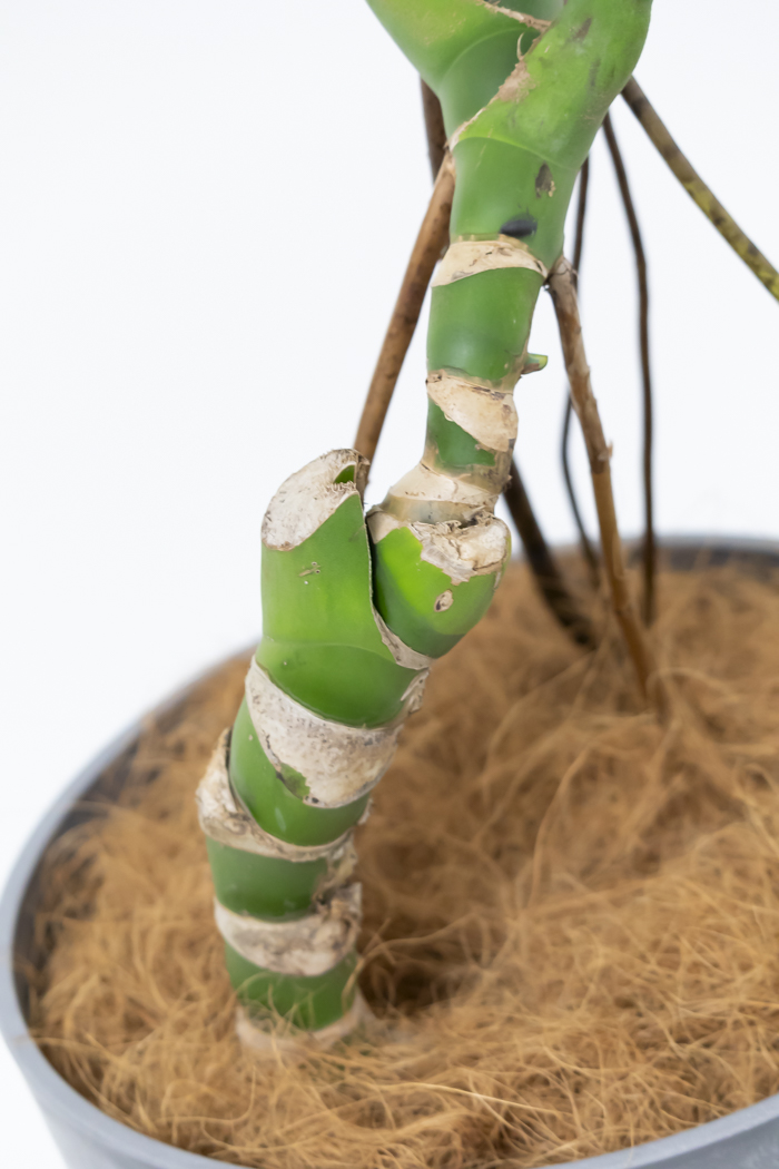 観葉植物 モンステラ 幹立ち 一点もの（10号鉢）の写真11枚目