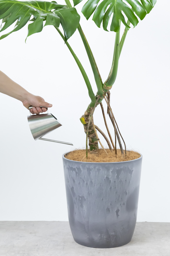 観葉植物 モンステラ 幹立ち 一点もの（10号鉢）の写真12枚目