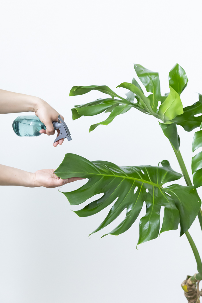 観葉植物 モンステラ 幹立ち 一点もの（10号鉢）の写真13枚目