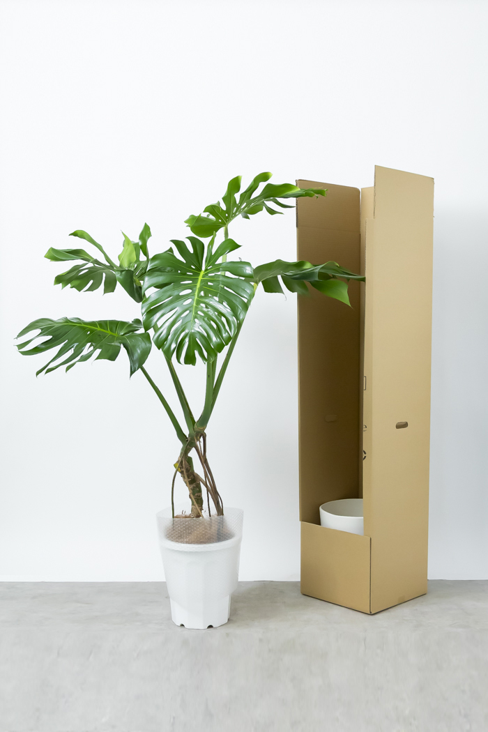 観葉植物 モンステラ 幹立ち 一点もの（10号鉢）｜HanaPrime（ハナ