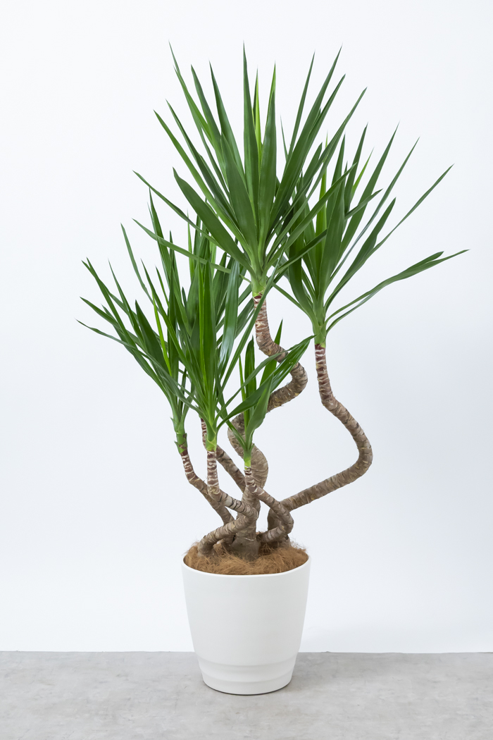 観葉植物 ユッカ ブランチ（10号鉢）の写真1枚目