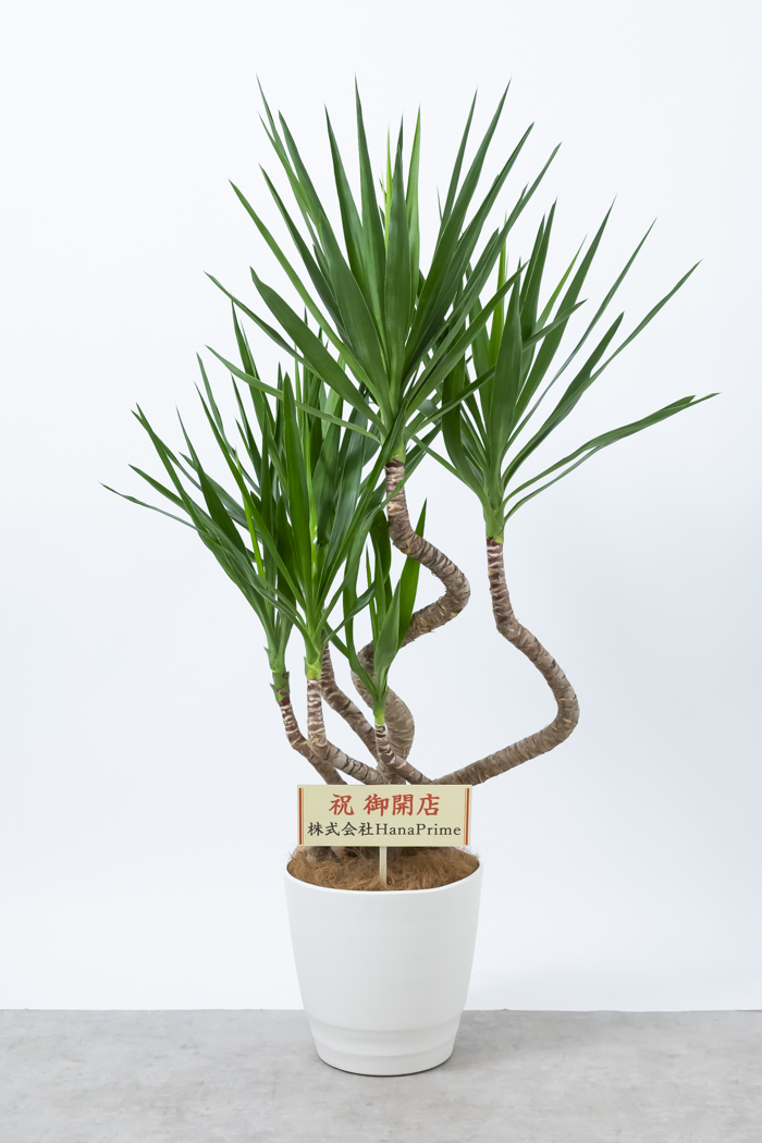 観葉植物 ユッカ ブランチ（10号鉢）の写真2枚目