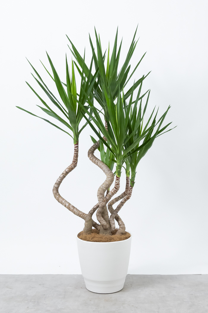 観葉植物 ユッカ ブランチ（10号鉢）｜HanaPrime（ハナプライム）