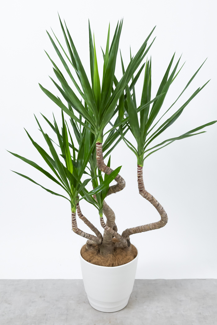 観葉植物 ユッカ ブランチ（10号鉢）｜HanaPrime（ハナプライム）