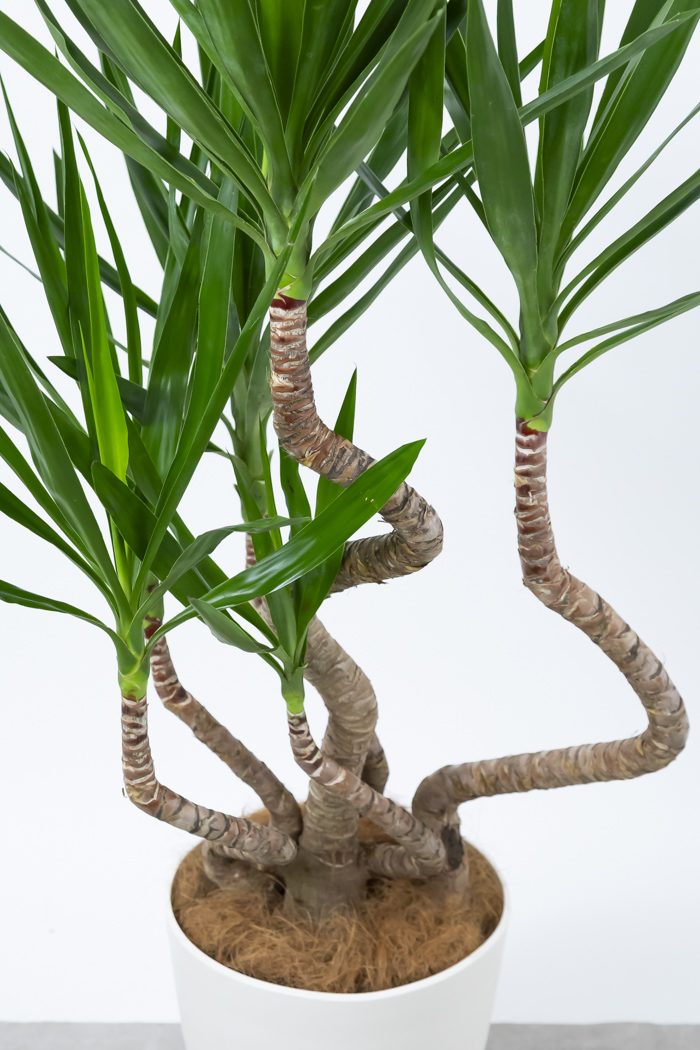 観葉植物 ユッカ ブランチ（10号鉢）の写真5枚目