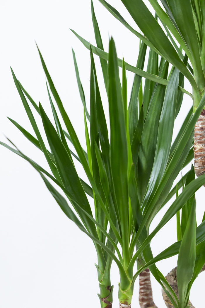 観葉植物 ユッカ ブランチ（10号鉢）の写真6枚目