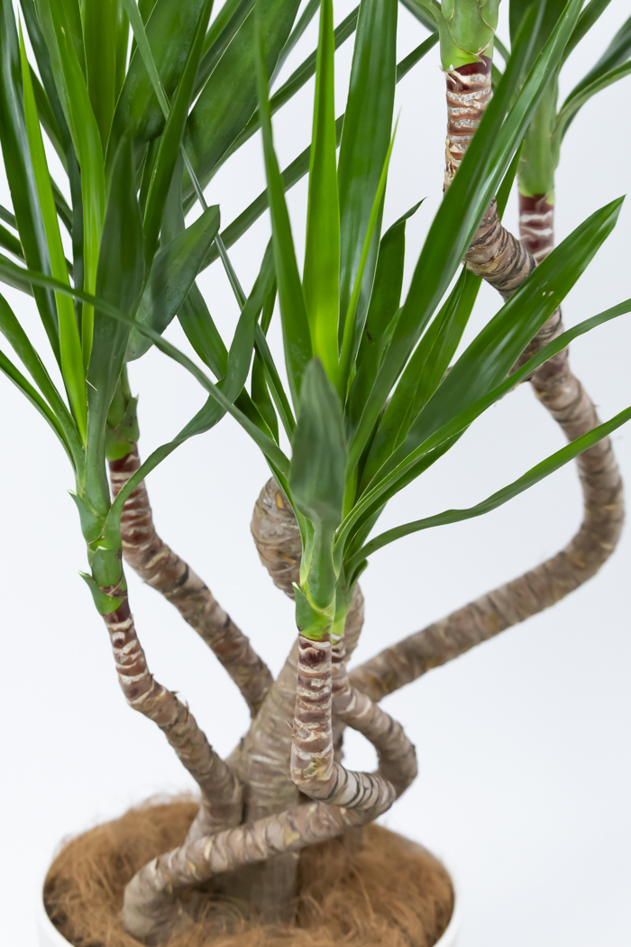 観葉植物 ユッカ ブランチ（10号鉢）の写真7枚目