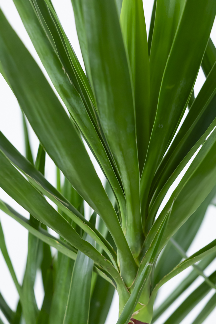 観葉植物 ユッカ ブランチ（10号鉢）の写真8枚目